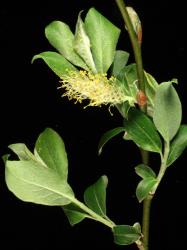 Salix basaltica. Coetaneous leaves and flowers.
 Image: D. Glenny © Landcare Research 2020 CC BY 4.0
